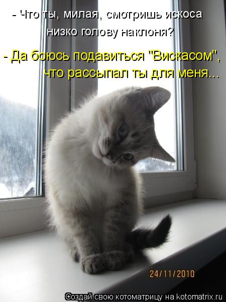 Котоматрица: - Что ты, милая, смотришь искоса низко голову наклоня? - Да боюсь подавиться "Вискасом", что рассыпал ты для меня...