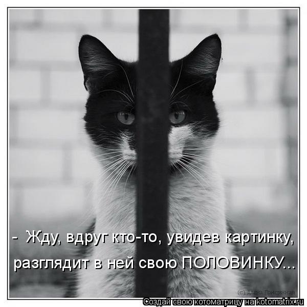 - Жду, вдруг кто-то, увидев картинку, разглядит в ней свою ПОЛОВИНКУ...... Котоматрица: - Жду, вдруг кто-то, увидев картинку, разглядит в ней свою ПОЛОВИНКУ...