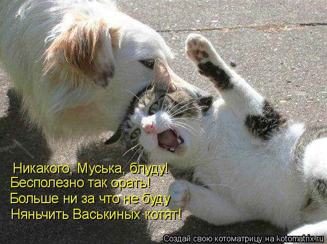 Котоматрица: Никакого, Муська, блуду! Бесполезно так орать! Больше ни за что не буду Няньчить Васькиных котят!