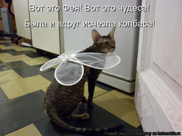 Вот это Фея! Вот это чудеса! Была и вдруг исчезла колбаса!... Котоматрица: Вот это Фея! Вот это чудеса! Была и вдруг исчезла колбаса!