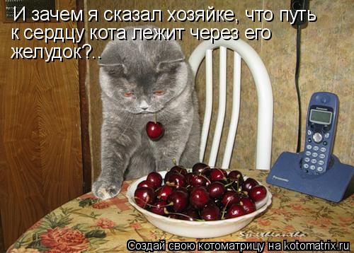 Котоматрица: И зачем я сказал хозяйке, что путь к сердцу кота лежит через его  желудок?..