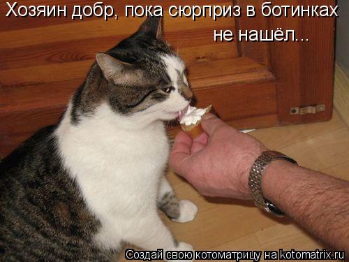 Котоматрица: Хозяин добр, пока сюрприз в ботинках не нашёл...