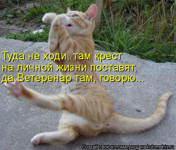 Котоматрица: Туда не ходи, там крест  на личной жизни поставят, да Ветеренар там, говорю...