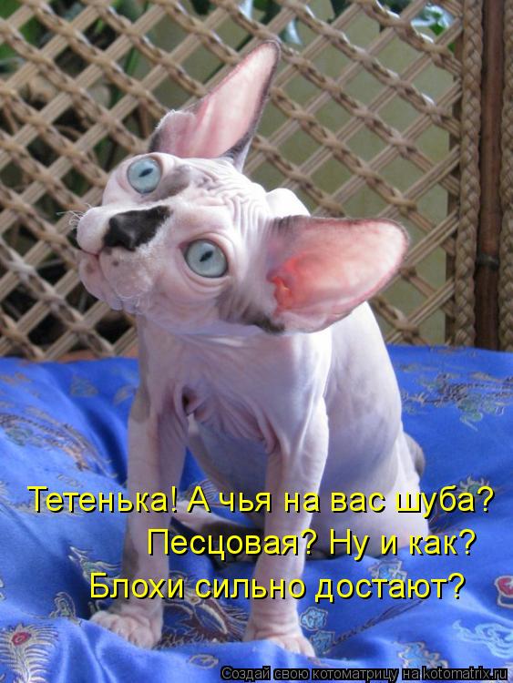 Тетенька! А чья на вас шуба? Песцовая? Ну и как? Блохи сильно достают?... Котоматрица: Тетенька! А чья на вас шуба? Песцовая? Ну и как? Блохи сильно достают?