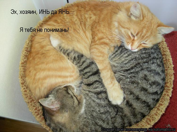 Эх, хозяин, ИНЬ да ЯНЬ... Я тебя не понимань!... Котоматрица: Эх, хозяин, ИНЬ да ЯНЬ... Я тебя не понимань!