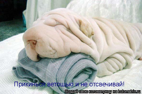Прикинься ветошью и не отсвечивай!... Котоматрица: Прикинься ветошью и не отсвечивай!