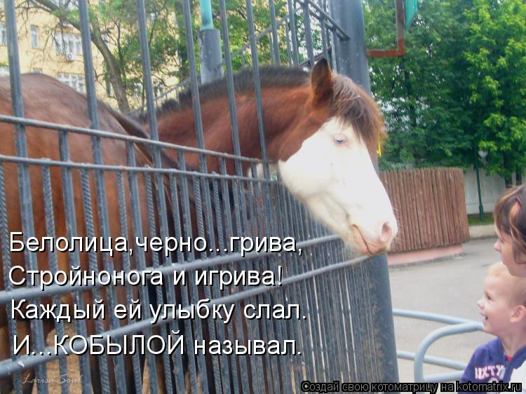 Белолица,черно...грива, Стройнонога и игрива! Каждый ей улыбку слал. И...КОБЫЛОЙ называл.... Котоматрица: Белолица,черно...грива, Стройнонога и игрива! Каждый ей улыбку слал. И...КОБЫЛОЙ называл.