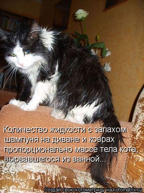 Котоматрица: Количество жидкости с запахом  шампуня на диване и коврах пропорционально массе тела кота, вырвавшегося из ванной...