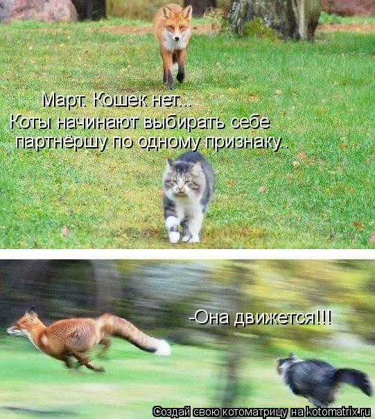 -Она движется!!! Март. Кошек нет... Коты начинают выбирать себе партнёршу по одному признаку..... Котоматрица: -Она движется!!! Март. Кошек нет... Коты начинают выбирать себе партнёршу по одному признаку..