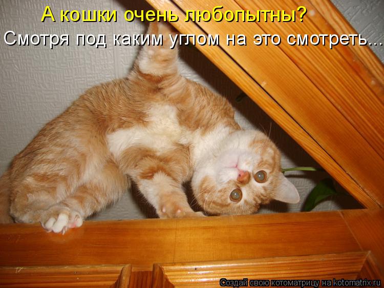 А кошки очень любопытны? Смотря под каким углом на это смотреть...... Котоматрица: А кошки очень любопытны? Смотря под каким углом на это смотреть...