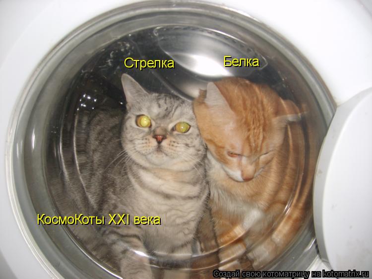 Белка Стрелка КосмоКоты XXI века... Котоматрица: Белка Стрелка КосмоКоты XXI века