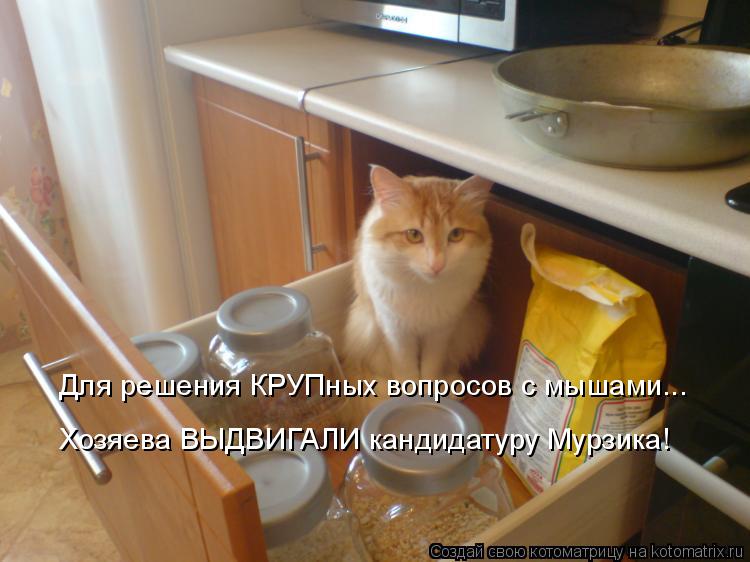 Котоматрица: Для решения КРУПных вопросов с мышами... Хозяева ВЫДВИГАЛИ кандидатуру Мурзика!