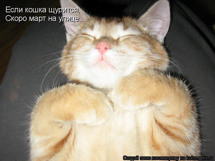 Если кошка щурится, Скоро март на улице...... Котоматрица: Если кошка щурится, Скоро март на улице...