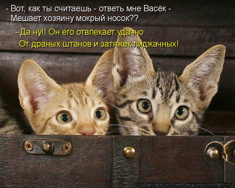 - Вот, как ты считаешь - ответь мне Васёк - Мешает хозяину мокрый носок?? - Да ну!! Он его отвлекает... Котоматрица: - Вот, как ты считаешь - ответь мне Васёк - Мешает хозяину мокрый носок?? - Да ну!! Он его отвлекает удачно От драных штанов и затяжек пиджачных!