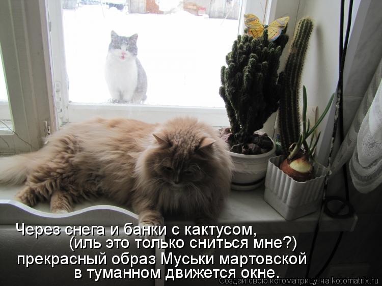 Через снега и банки с кактусом, (иль это только сниться мне?) прекрасный образ Муськи мартовской в ту... Котоматрица: Через снега и банки с кактусом, (иль это только сниться мне?) прекрасный образ Муськи мартовской в туманном движется окне.