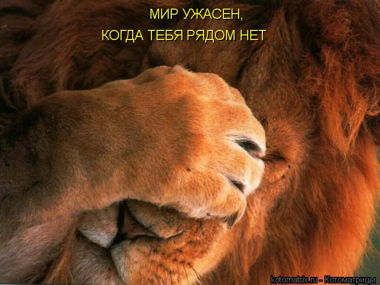 МИР УЖАСЕН, КОГДА ТЕБЯ РЯДОМ НЕТ... Котоматрица: МИР УЖАСЕН, КОГДА ТЕБЯ РЯДОМ НЕТ