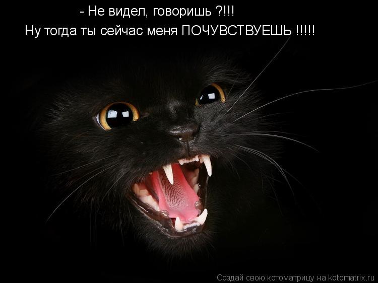 - Не видел, говоришь ?!!! Ну тогда ты сейчас меня ПОЧУВСТВУЕШЬ !!!!!... Котоматрица: - Не видел, говоришь ?!!! Ну тогда ты сейчас меня ПОЧУВСТВУЕШЬ !!!!!