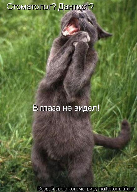 Стоматолог? Дантист? В глаза не видел!... Котоматрица: Стоматолог? Дантист? В глаза не видел!