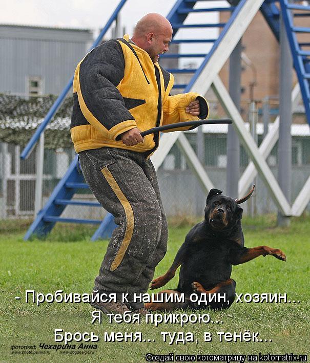 - Пробивайся к нашим один, хозяин... Я тебя прикрою... Брось меня... туда, в тенёк...... Котоматрица: - Пробивайся к нашим один, хозяин... Я тебя прикрою... Брось меня... туда, в тенёк...