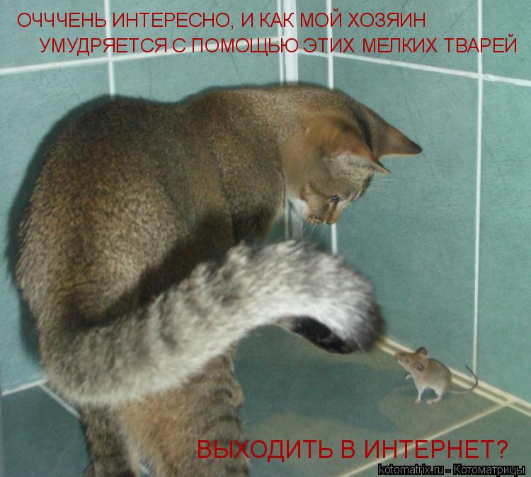 Котоматрица: ОЧЧЧЕНЬ ИНТЕРЕСНО, И КАК МОЙ ХОЗЯИН  УМУДРЯЕТСЯ С ПОМОЩЬЮ ЭТИХ МЕЛКИХ ТВАРЕЙ ВЫХОДИТЬ В ИНТЕРНЕТ?