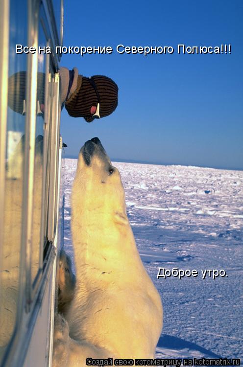 Котоматрица: Все на покорение Северного Полюса!!! Доброе утро.