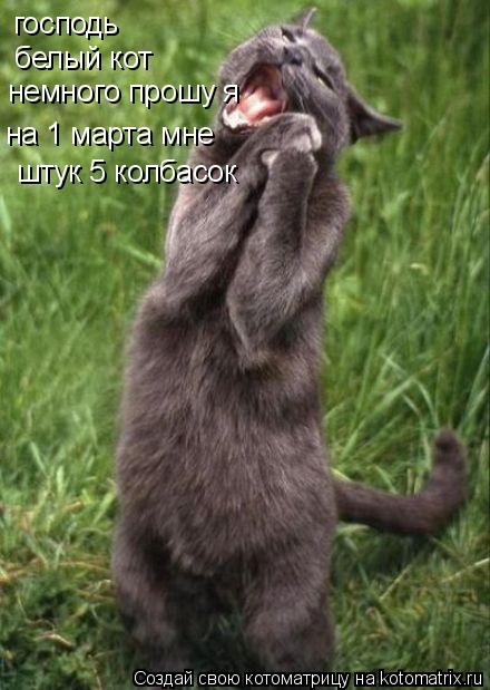 Котоматрица: господь белый кот немного прошу я на 1 марта мне  штук 5 колбасок