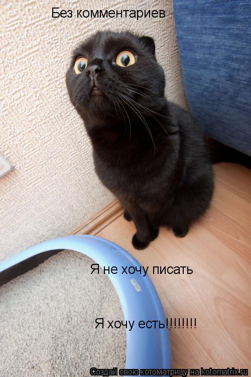 Без комментариев Я не хочу писать Я хочу есть!!!!!!!!... Котоматрица: Без комментариев Я не хочу писать Я хочу есть!!!!!!!!