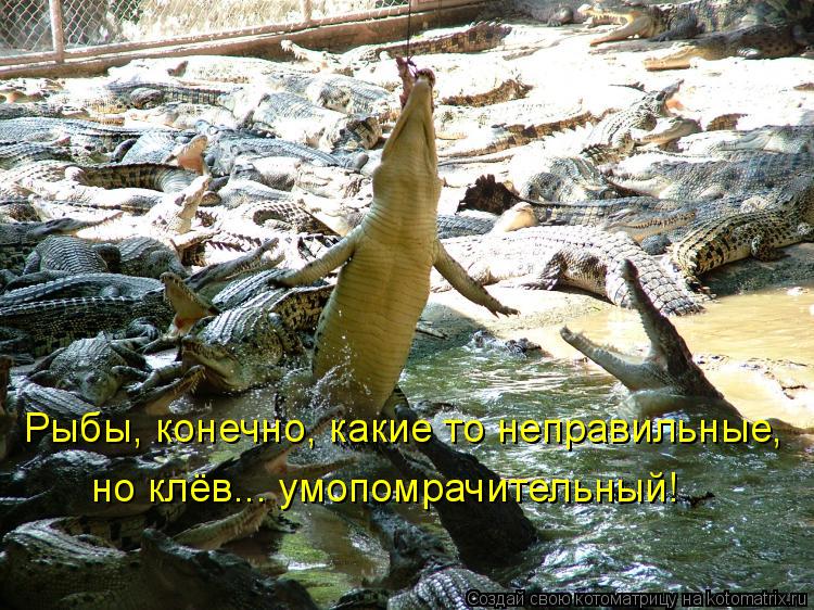Котоматрица: Рыбы, конечно, какие то неправильные,  но клёв... умопомрачительный!