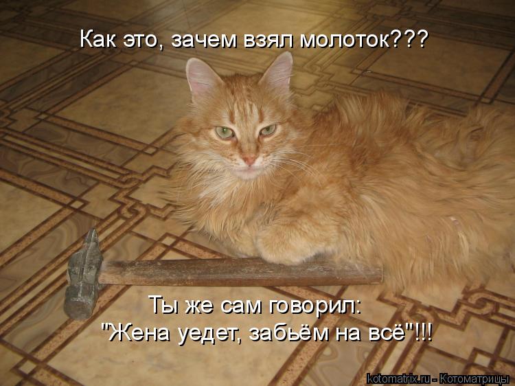 Как это, зачем взял молоток??? Ты же сам говорил: "Жена уедет, забьём на всё"!!!... Котоматрица: Как это, зачем взял молоток??? Ты же сам говорил: "Жена уедет, забьём на всё"!!!