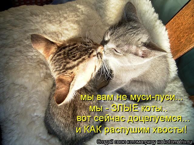 мы вам не муси-пуси... мы - ЗЛЫЕ коты.. вот сейчас доцелуемся... и КАК распушим хвосты!... Котоматрица: мы вам не муси-пуси... мы - ЗЛЫЕ коты.. вот сейчас доцелуемся... и КАК распушим хвосты!