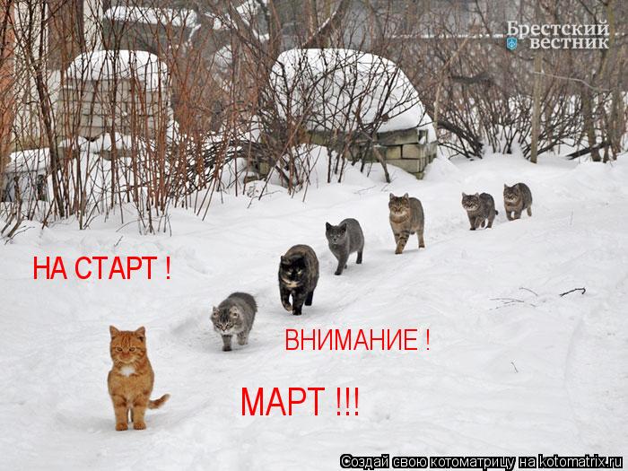 НА СТАРТ ! ВНИМАНИЕ ! МАРТ !!!... Котоматрица: НА СТАРТ ! ВНИМАНИЕ ! МАРТ !!!