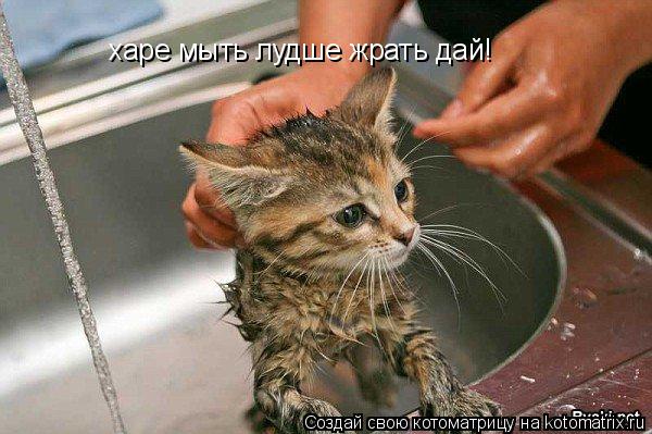 харе мыть лудше жрать дай!... Котоматрица: харе мыть лудше жрать дай!