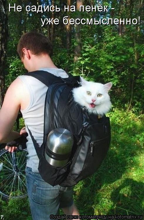 Не садись на пенёк - уже бессмысленно!... Котоматрица: Не садись на пенёк - уже бессмысленно!