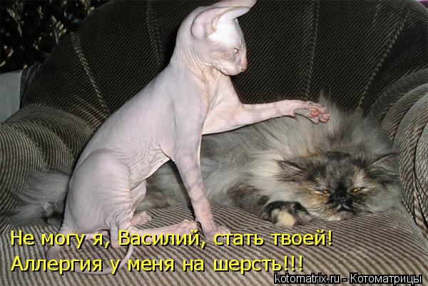 Котоматрица: Аллергия у меня на шерсть!!! Не могу я, Василий, стать твоей!