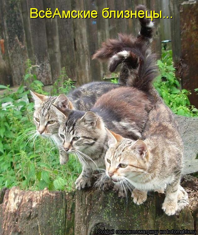 ВсёАмские близнецы...... Котоматрица: ВсёАмские близнецы...