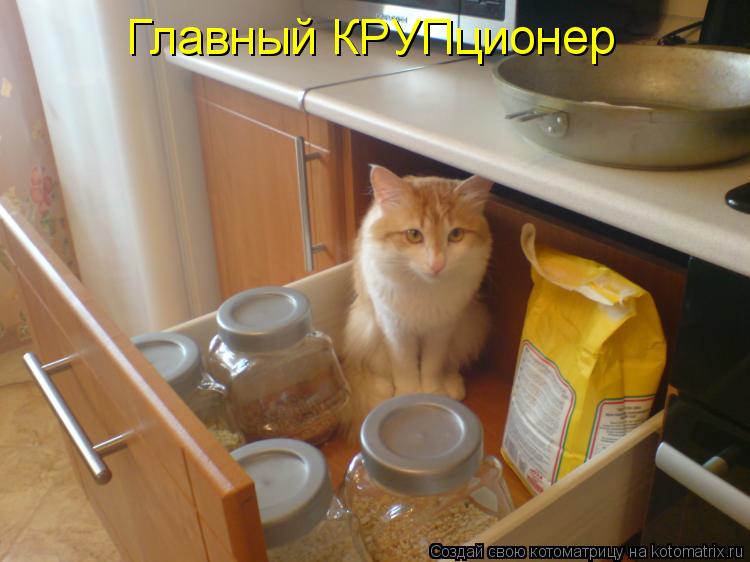 Котоматрица: Главный КРУПционер
