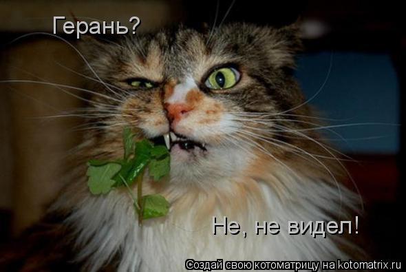 Герань? Не, не видел!... Котоматрица: Герань? Не, не видел!