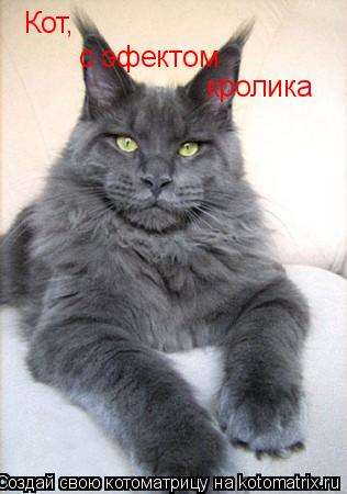 Кот, с эфектом кролика... Котоматрица: Кот, с эфектом кролика