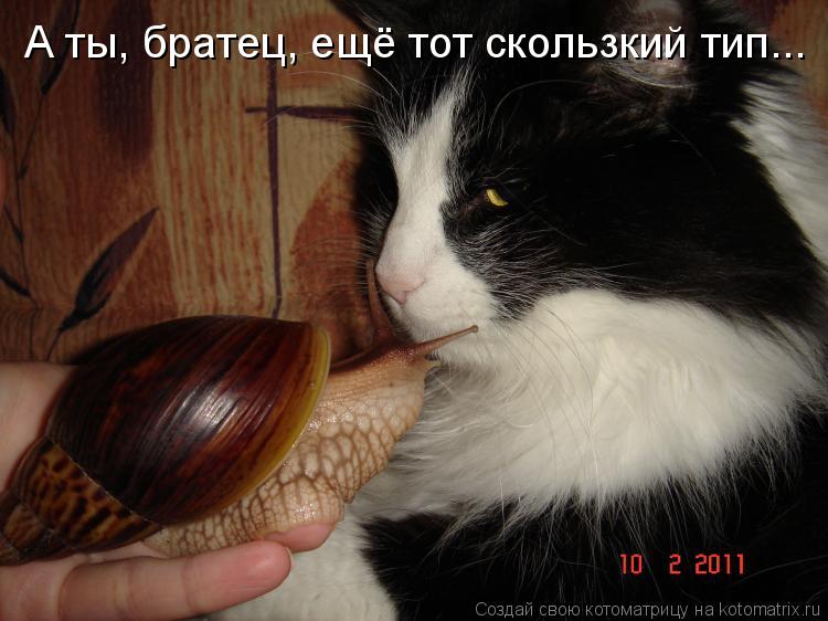 А ты, братец, ещё тот скользкий тип...... Котоматрица: А ты, братец, ещё тот скользкий тип...