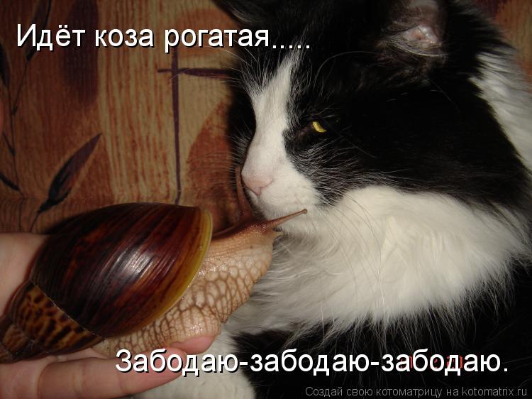 Котоматрица: Идёт коза рогатая ..... Забодаю-забодаю-забодаю.