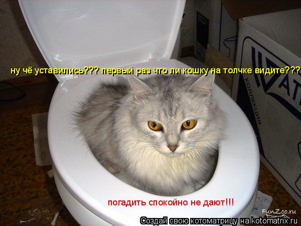 ну чё уставились??? первый раз что ли кошку на толчке видите??? погадить спокойно не дают!!!... Котоматрица: ну чё уставились??? первый раз что ли кошку на толчке видите??? погадить спокойно не дают!!!