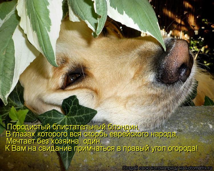Котоматрица: Породистый блистательный блондин, В глазах которого вся скорбь еврейского народа, Мечтает без хозяина, один, К Вам на свидание примчаться в