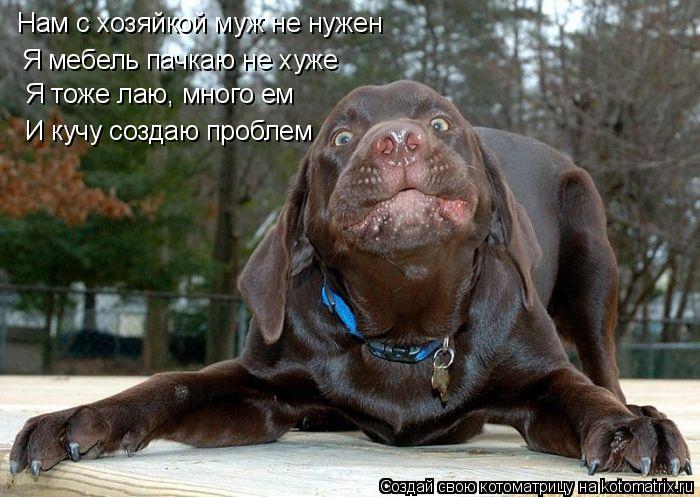 Котоматрица: Нам с хозяйкой муж не нужен Я мебель пачкаю не хуже Я тоже лаю, много ем И кучу создаю проблем