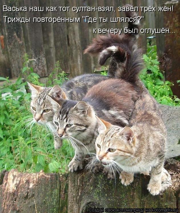 Васька наш как тот султан-взял, завёл трёх жён! Трижды повторённым "Где ты шлялся?" к вечеру был оглу... Котоматрица: Васька наш как тот султан-взял, завёл трёх жён! Трижды повторённым "Где ты шлялся?" к вечеру был оглушён...