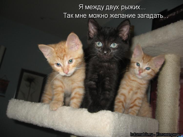 Котоматрица: Я между двух рыжих... Так мне можно желание загадать...