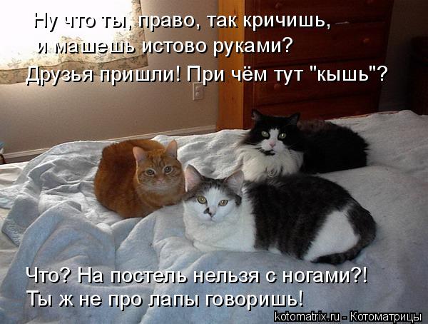 Котоматрица: и машешь истово руками?  Что? На постель нельзя с ногами?! Ну что ты, право, так кричишь, Друзья пришли! При чём тут "кышь"? Ты ж не про лапы говор