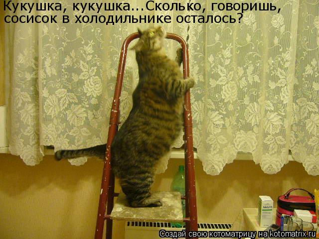 Котоматрица: сосисок в холодильнике осталось? Кукушка, кукушка...Сколько, говоришь,