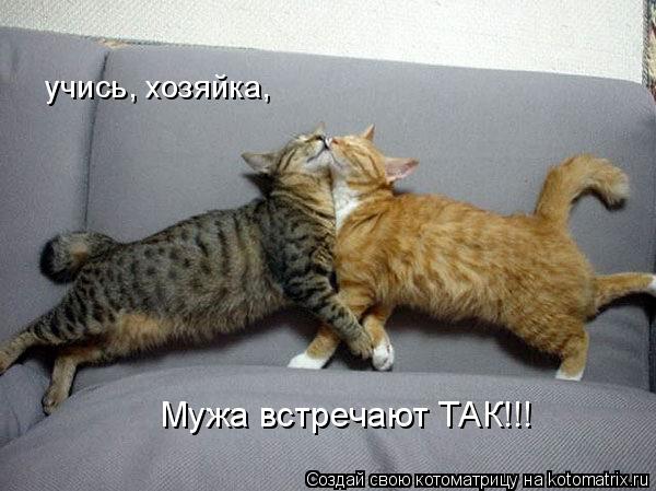 Котоматрица: учись, хозяйка, Мужа встречают ТАК!!!