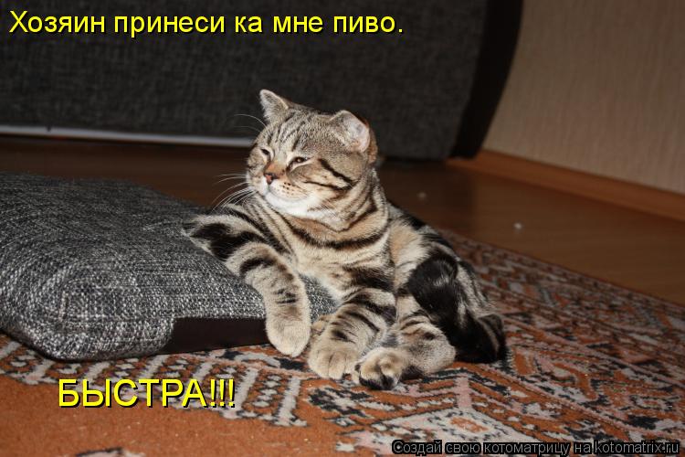 Хозяин принеси ка мне пиво. БЫСТРА!!! БЫСТРА!!!... Котоматрица: Хозяин принеси ка мне пиво. БЫСТРА!!! БЫСТРА!!!
