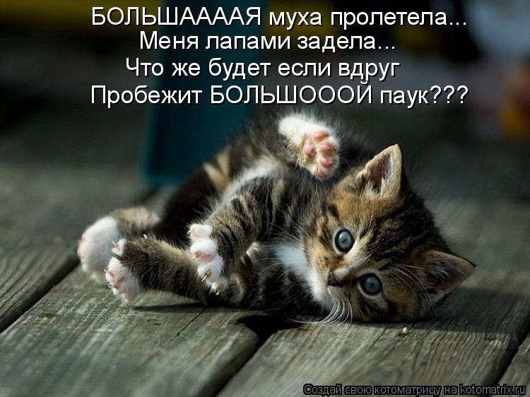 Котоматрица: Меня лапами задела... Что же будет если вдруг Пробежит БОЛЬШОООЙ паук??? БОЛЬШААААЯ муха пролетела...